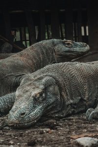 komodo bonturi