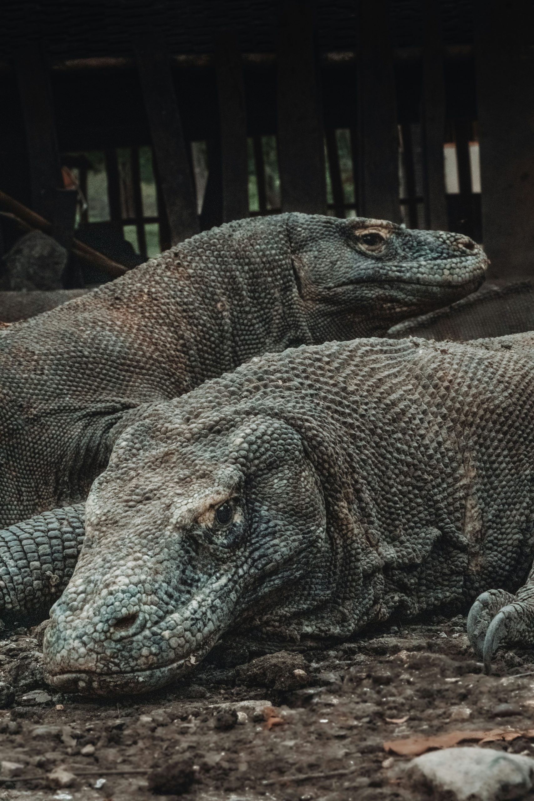 Komodo Island