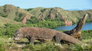 komodo deeal